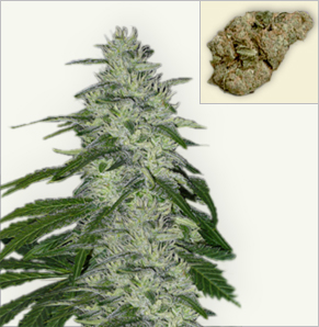 White Wolf vrouwelijke marijuana zaden